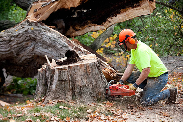 Best Tree Removal for Businesses  in Gloucester City, NJ